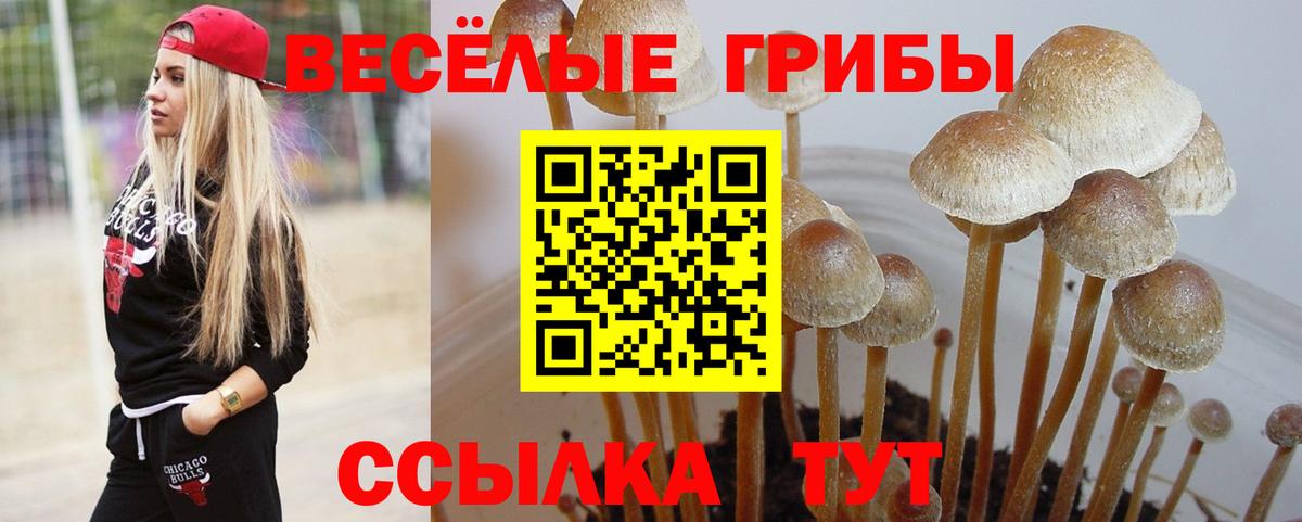 Галлюциногенные грибы мухоморы  Псилоцибиновые грибы прущие грибы  сколько стоит  Тверь  Вход с VPN 